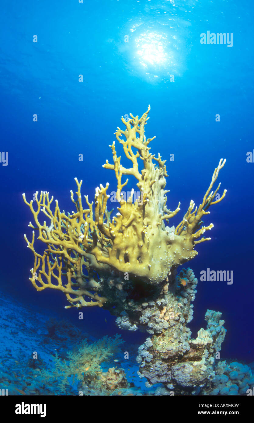 Fire coral, Millepora tenella, Coralblock, Egitto, Mar Rosso Foto Stock