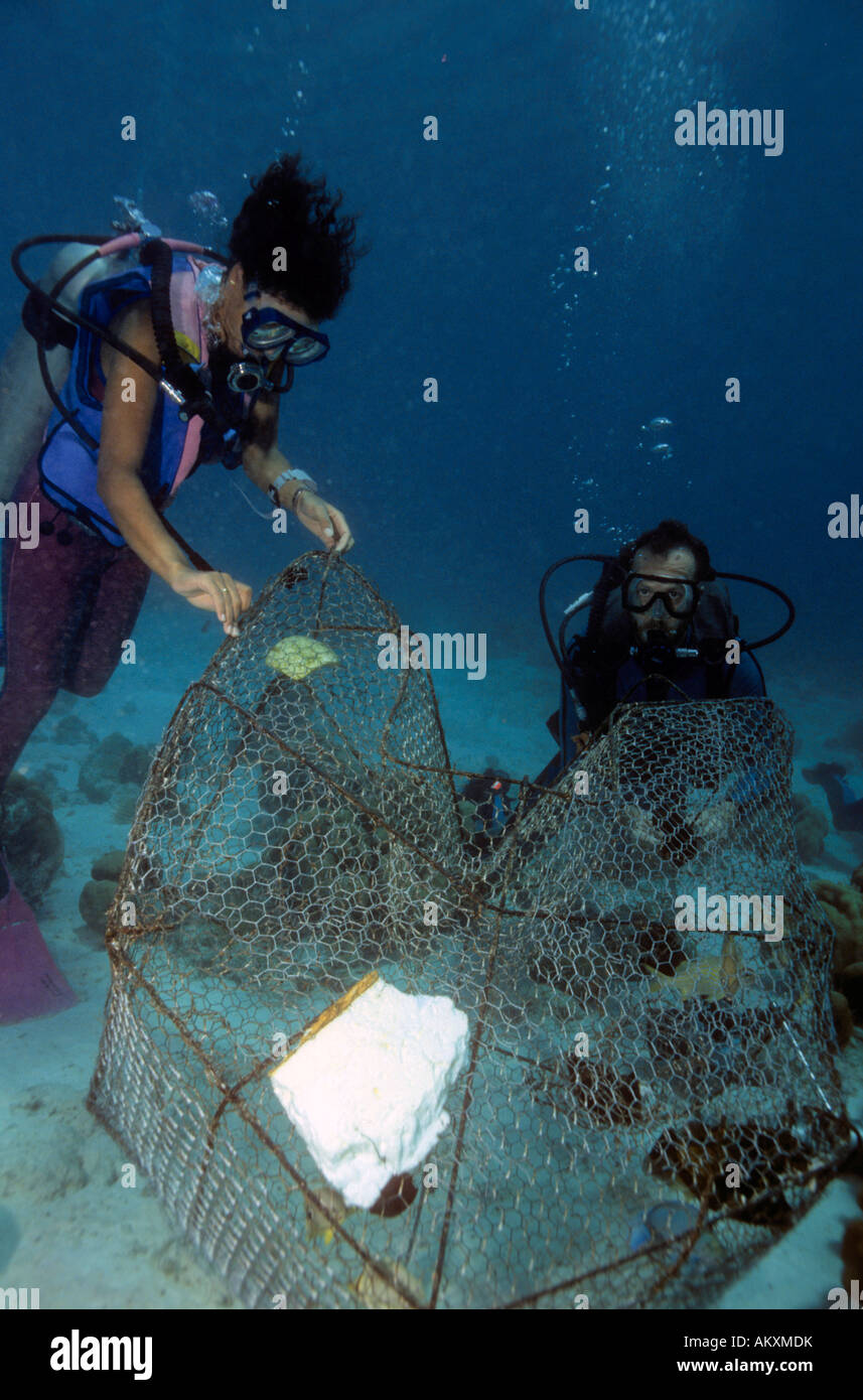 Angel's fish A. CILIARIS catturati in una trappola di pesce. Caraibi, Antille olandesi. Foto Stock