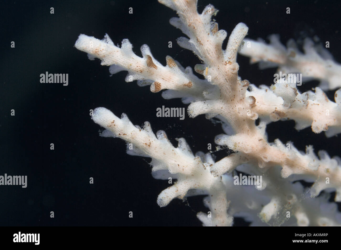 Close-up di un corallo diing, mare tropicale. Foto Stock