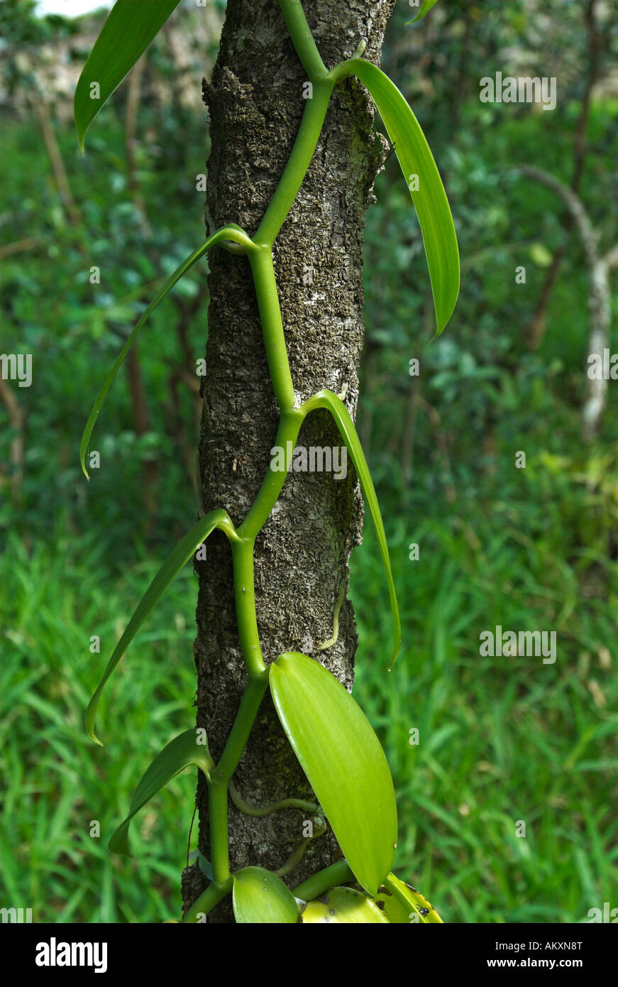 Vanilla planifolia, La Reunion Island, Francia, Africa Foto Stock