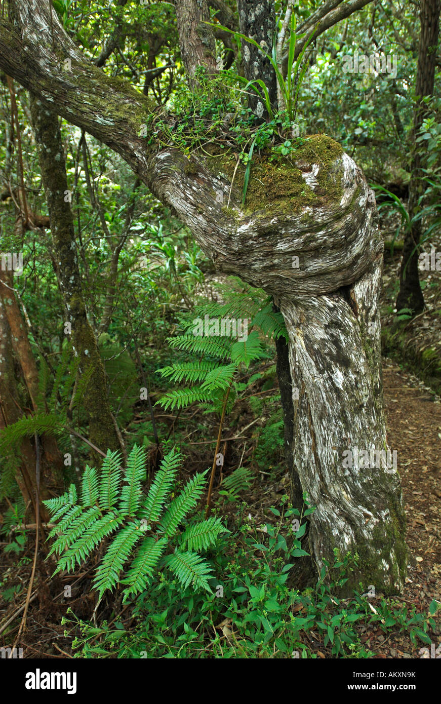 La foresta vergine nel centro di La Reunion Island, Francia, Africa Foto Stock