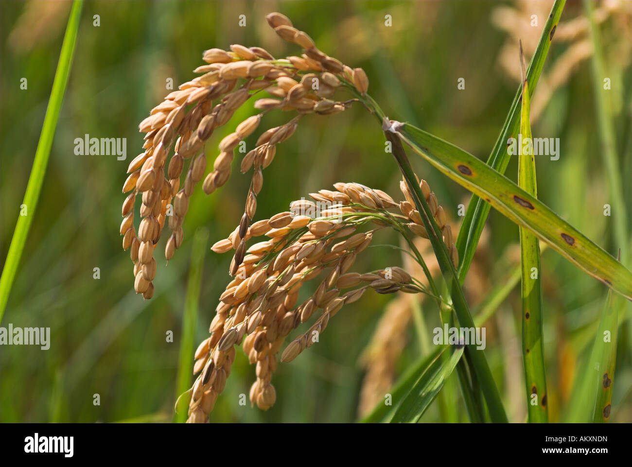 Pianta di riso a Albufeira, provincia di Valencia, Spagna, Europa Foto  stock - Alamy