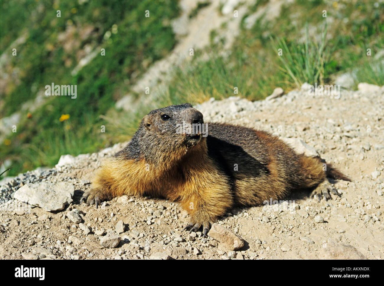 La marmotta, il Parco Nazionale degli Ecrins, la Provenza, Frankreich Foto Stock