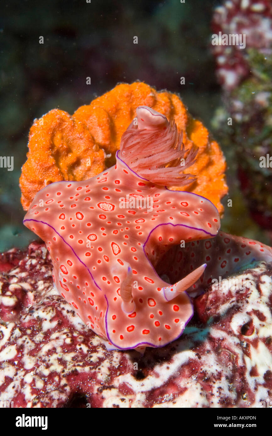 Nudibranch, Ceratosoma trilobatum, ha repungnatorial ghiandole, contenente le secrezioni difensive concentrata intorno ala come pro Foto Stock