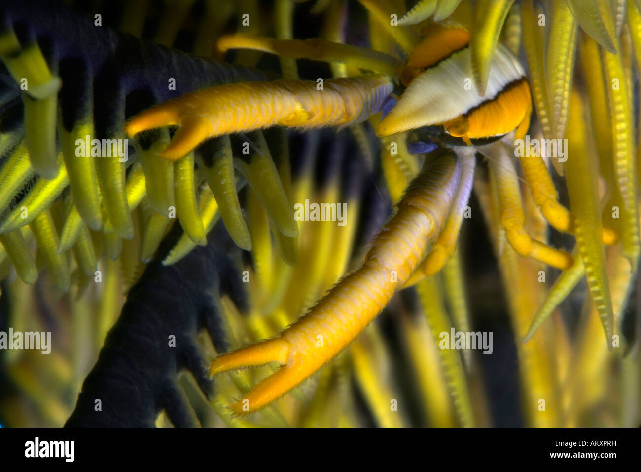 Squat Eelegant aragosta, Allogalathea elegans, un tipo di granchio, su host di Crinoide. Foto Stock