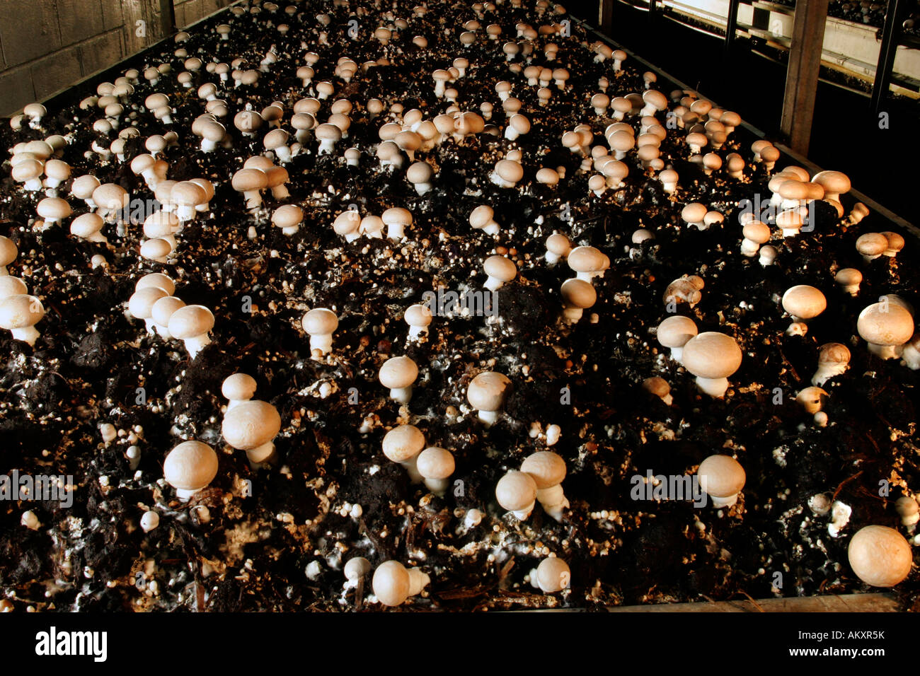 Champignon di allevamento in un'azienda agricola, Hesse, Germania. Foto Stock
