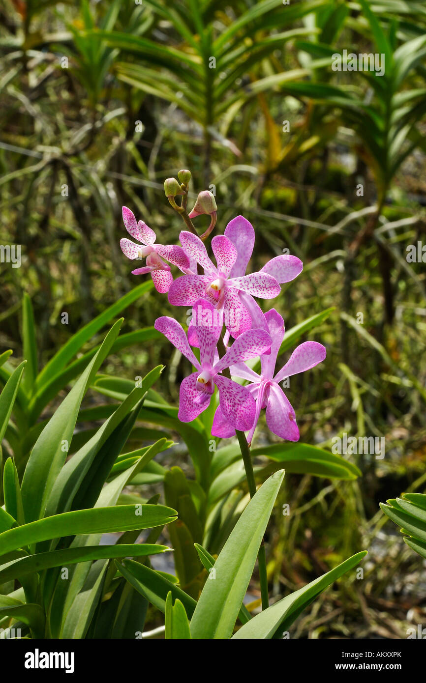 Orchidee tropicali (blettilla striata), Sud-est asiatico, Thailandia Foto Stock