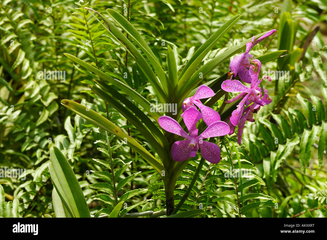 Orchidee tropicali (blettilla striata), Sud-est asiatico, Thailandia Foto Stock