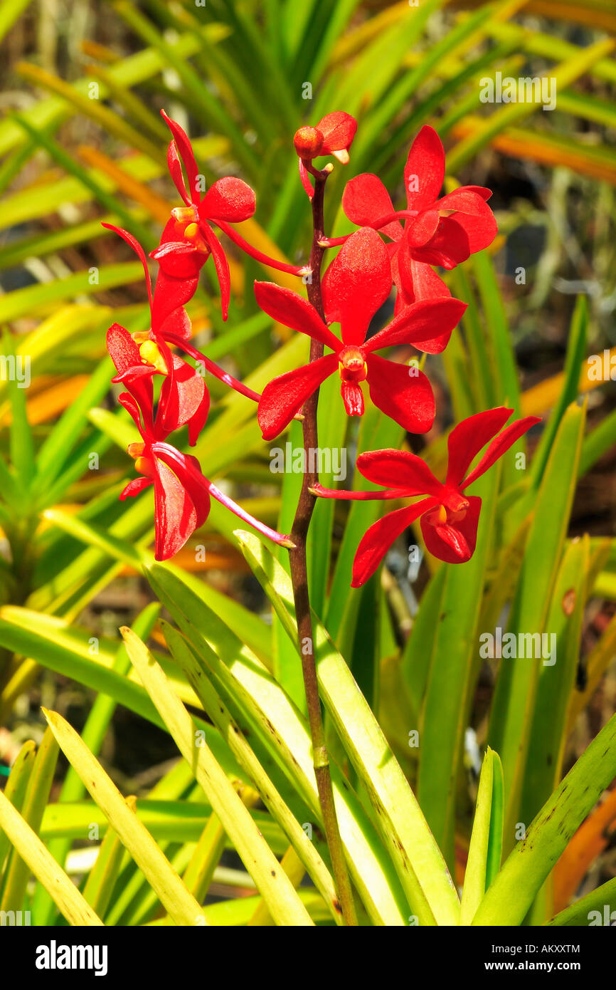Orchidee tropicali (disa cardinalis), Sud-est asiatico, Thailandia Foto Stock