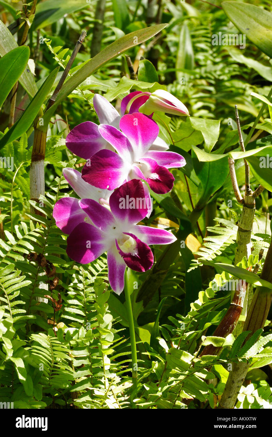 Orchidee tropicali (dendrobium bigibbum), Sud-est asiatico, Thailandia Foto Stock