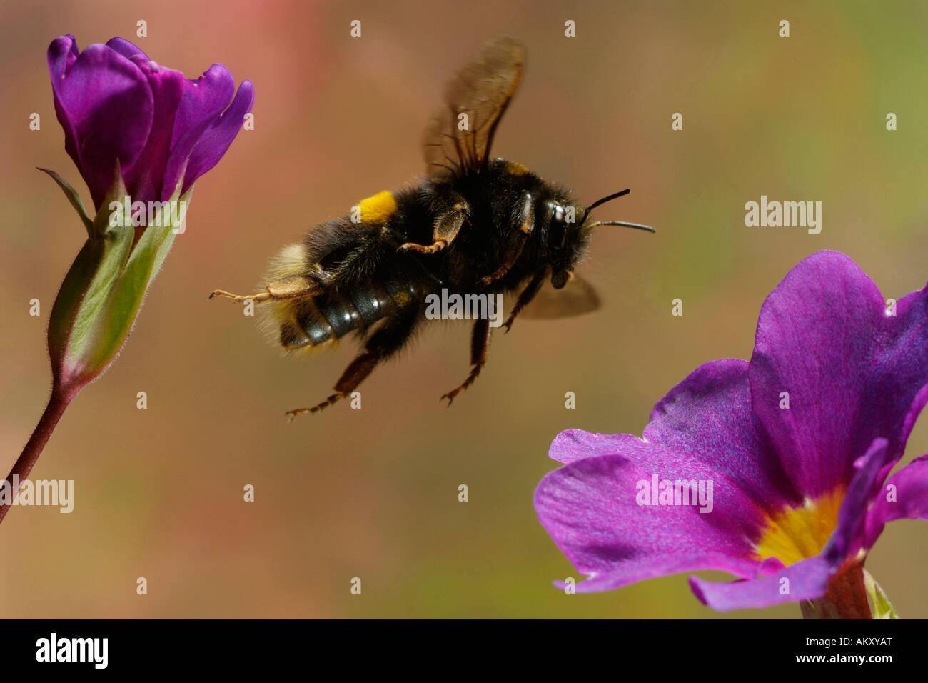 Terra di grandi dimensioni bumblebee (Bombus terrestris) Foto Stock