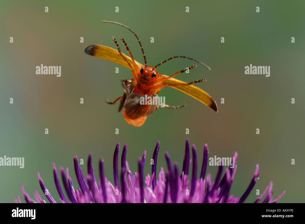 Comune soldato rosso beetle(Rhagonycha fulva) Foto Stock