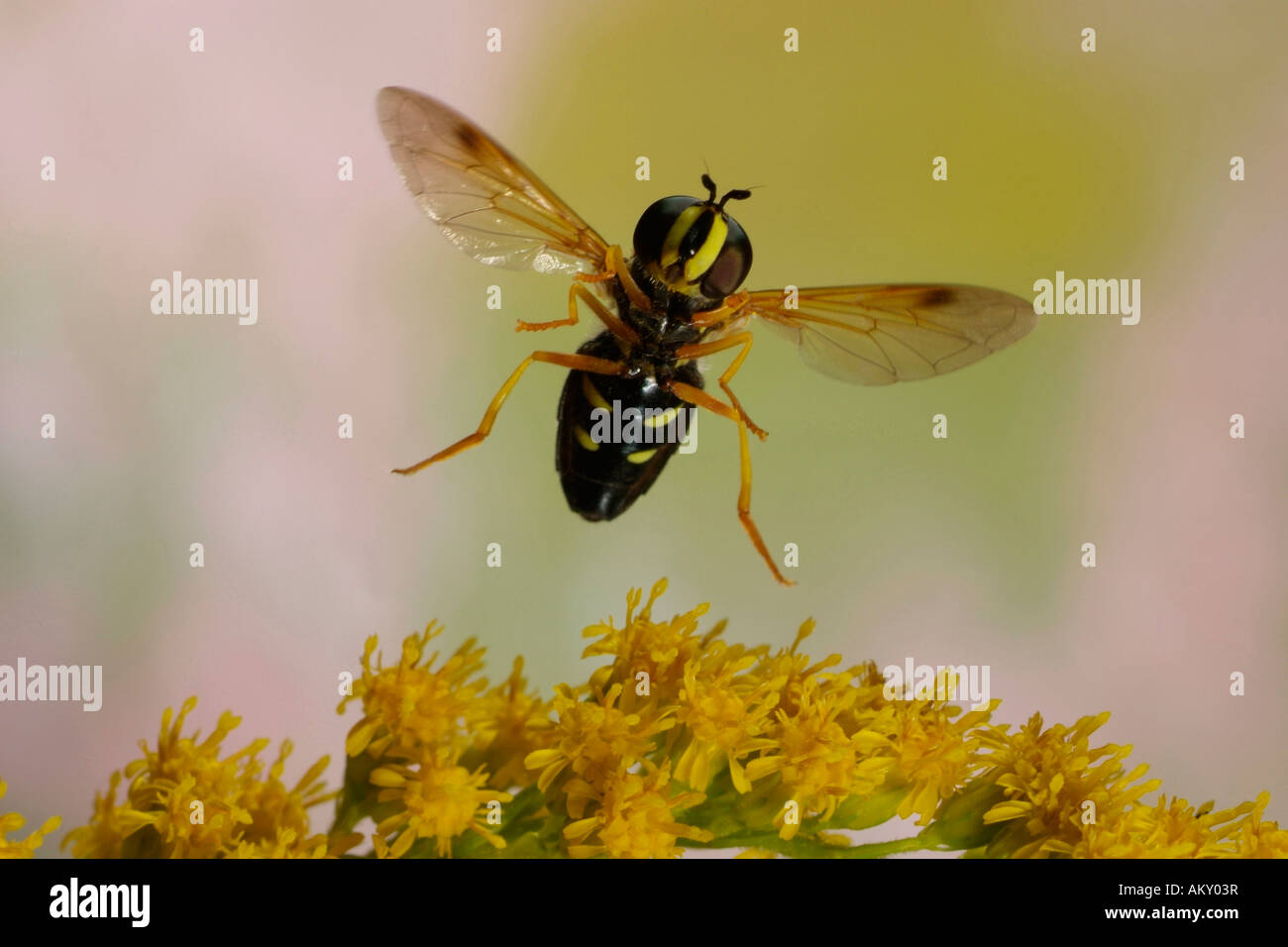 Hover fly (Chrysotoxum festivum) Foto Stock