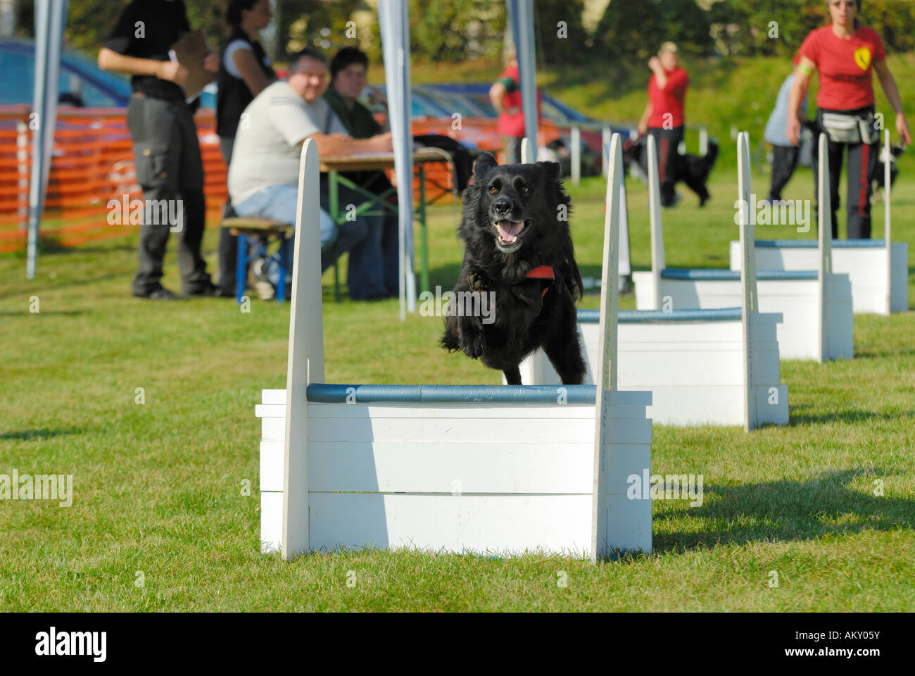 Cani durante il cane sport Flyball, Hungen, Hesse, Germania Foto Stock