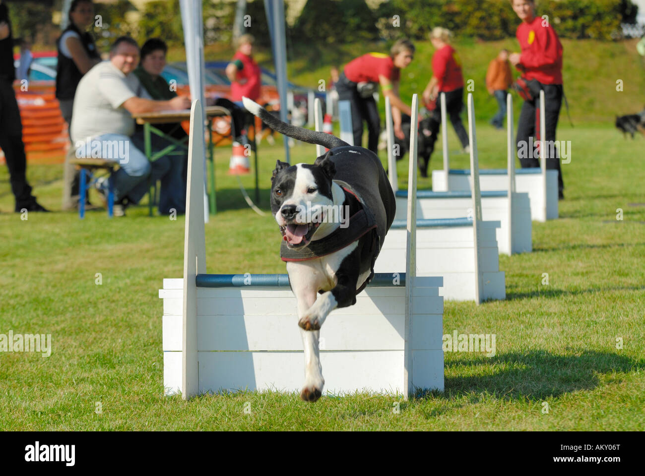 Cane durante il cane sport Flyball, Hungen, Hesse, Germania Foto Stock