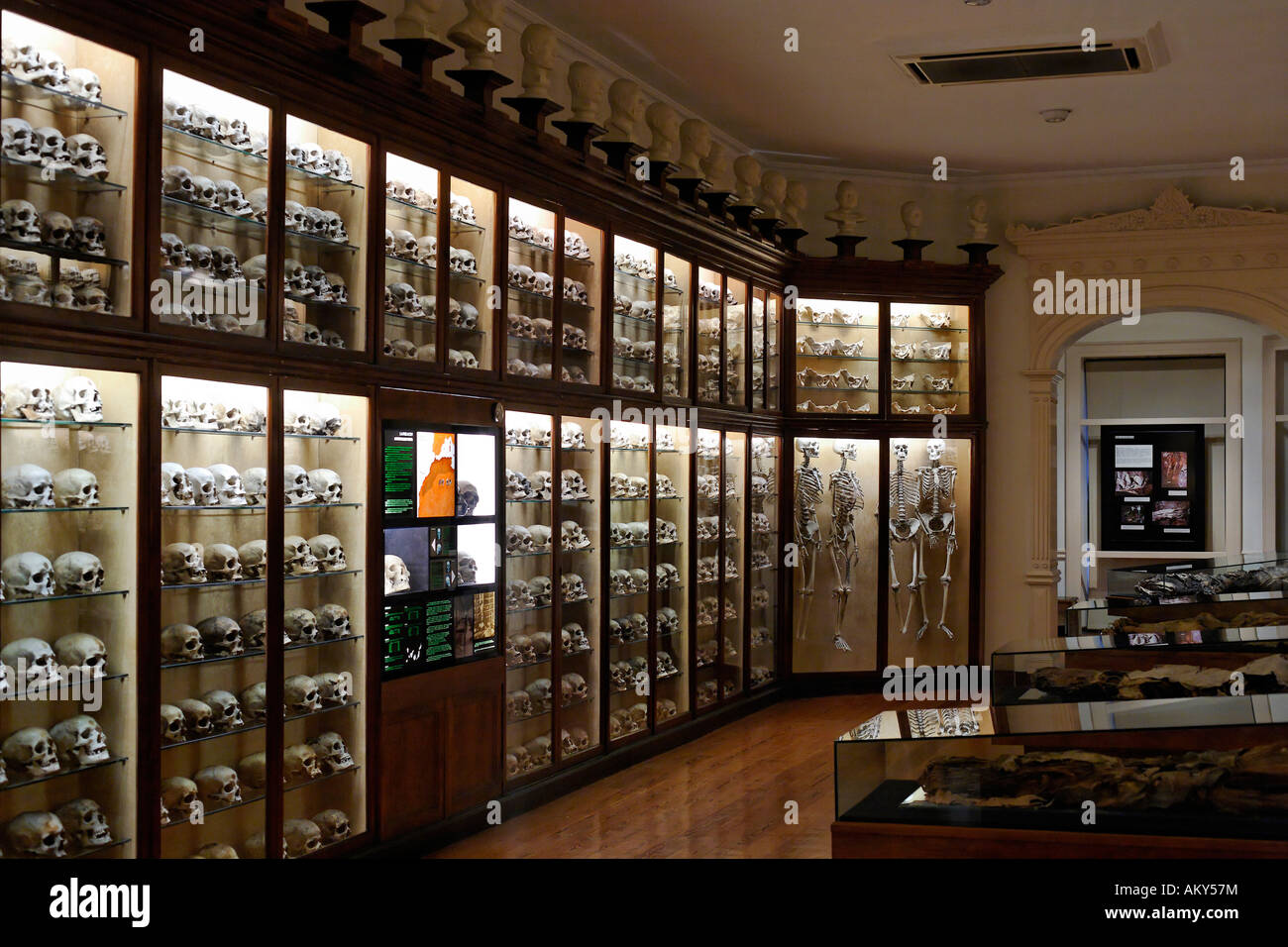 Teschi e scheletri, Museo Canario, Las Palmas de Gran Canaria, Spagna Foto Stock