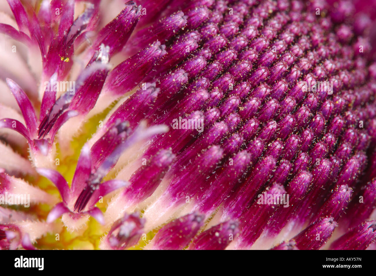 Berkheya purpurea, Asteraceae Foto Stock