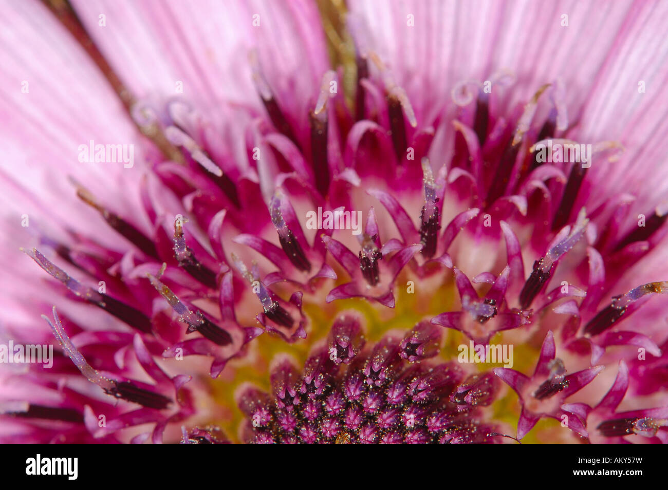 Berkheya purpurea, Asteraceae Foto Stock