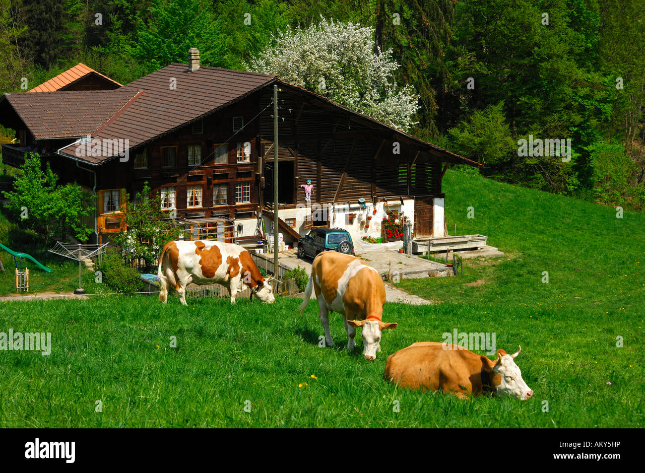 Cantiere di fattoria con vacche da latte nel Simmental, Svizzera Foto Stock