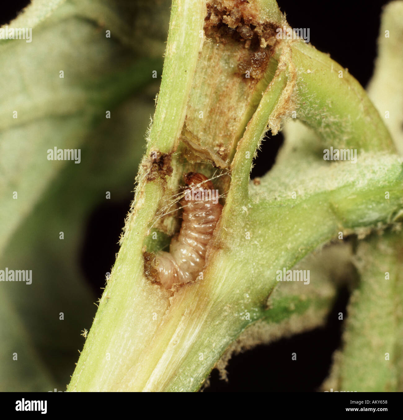 Le melanzane o melanzana noioso Caterpillar in steli di melanzana mostra danni causati Leucinodes orbonalis Foto Stock