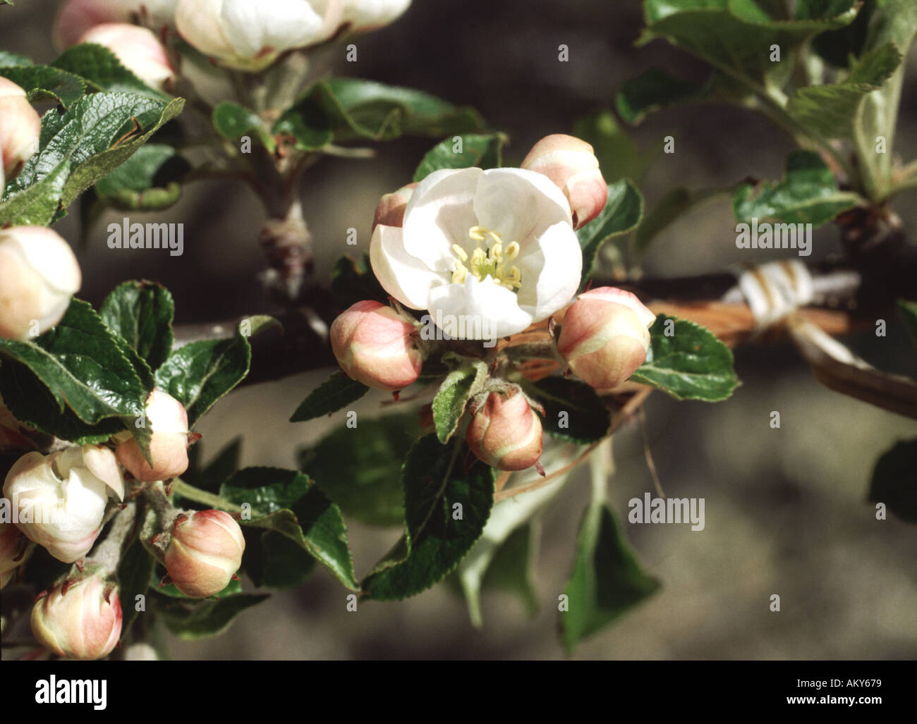 Re fiore apertura su apple blossom sul ramo in primavera Foto Stock