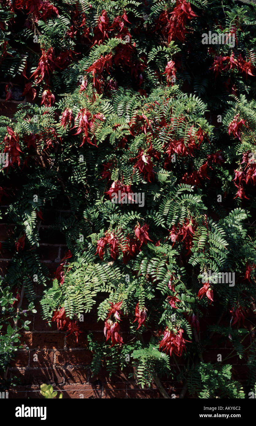 Coppia pappagalli Bill Clianthus puniceus o KaKa becco in pieno fiore crescente contro un muro di mattoni Foto Stock