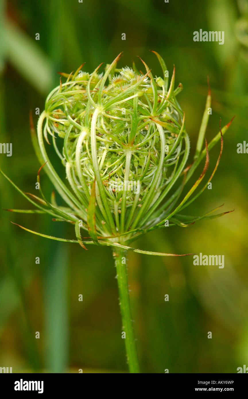 Wild carota, Daucus carota ssp. carota Foto Stock