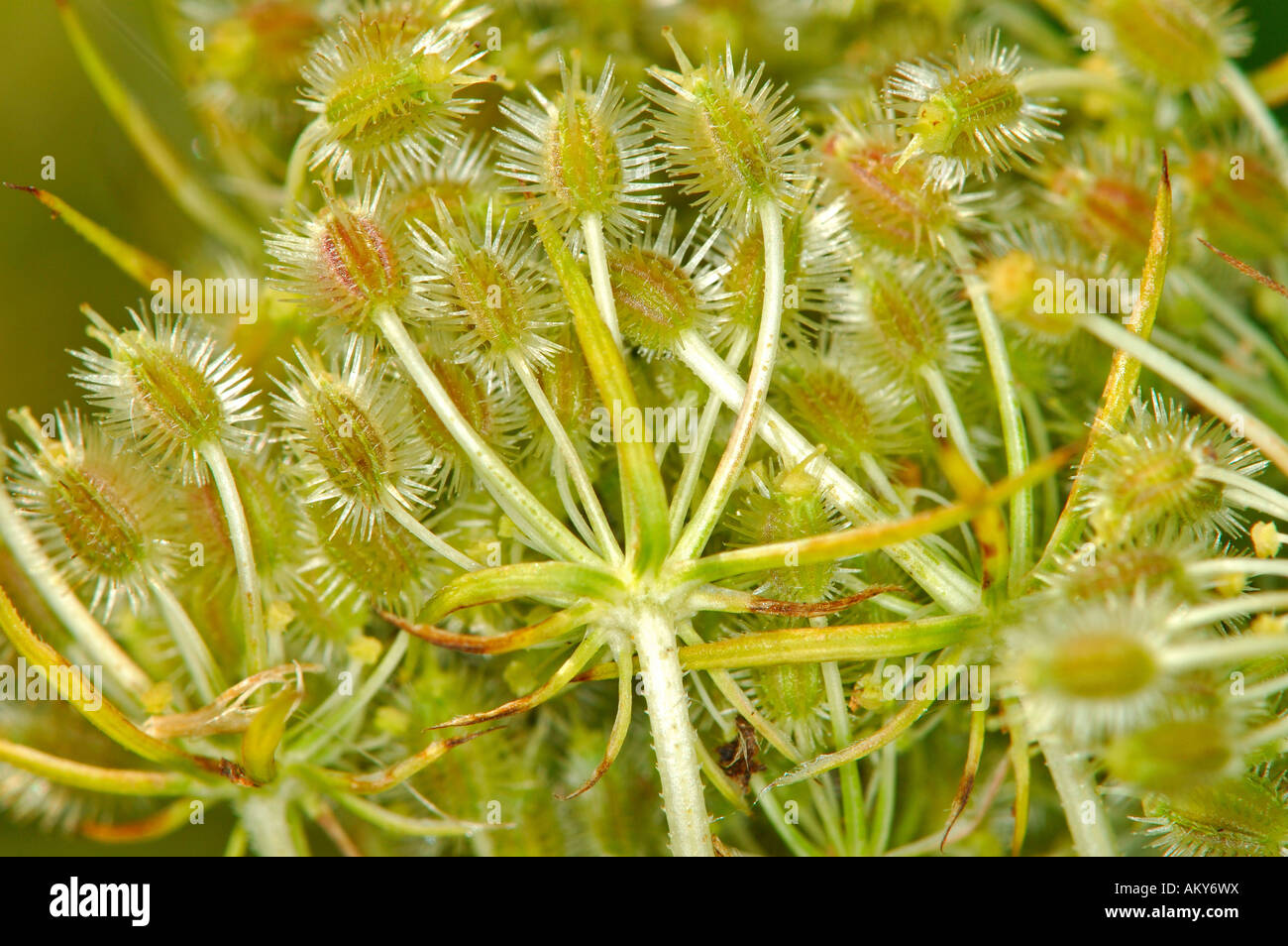 Selvaggio fiore di carota girando le sementi, Daucus carota ssp. carota Foto Stock