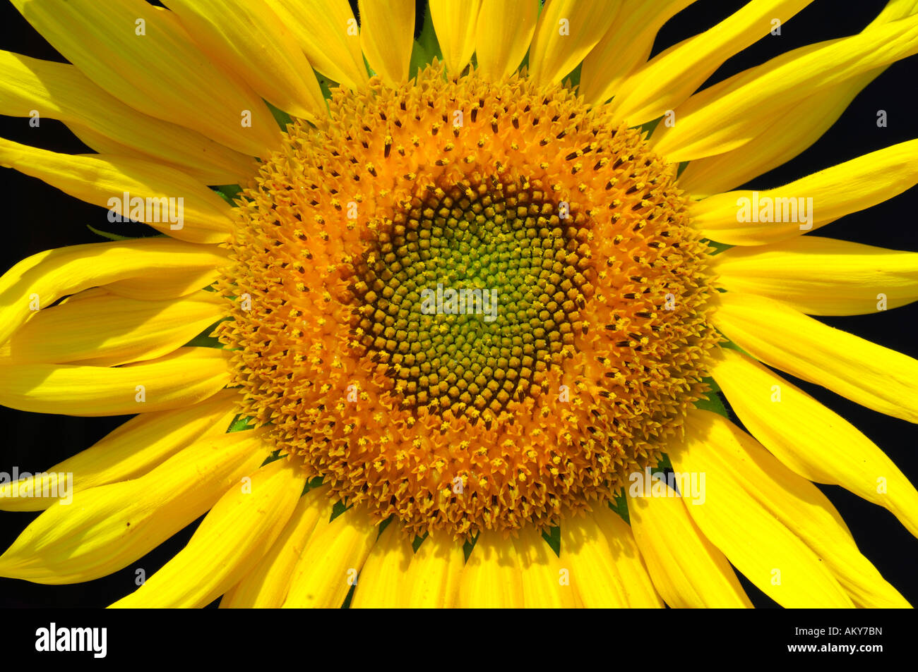 Fiore del sole Foto Stock