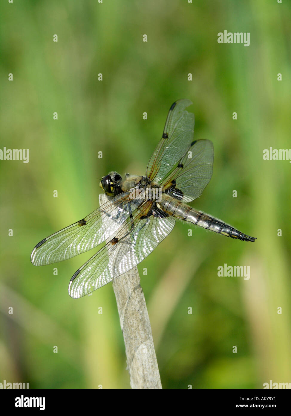 Quattro Spotted Chaser Libellula quadrimaculata regolate sul singolo gambo di erba con ben sfondo sfocato Foto Stock
