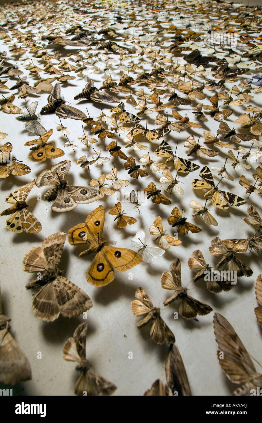 Collezione di farfalle al Museo di Storia Naturale di Berlino, Germania Foto Stock