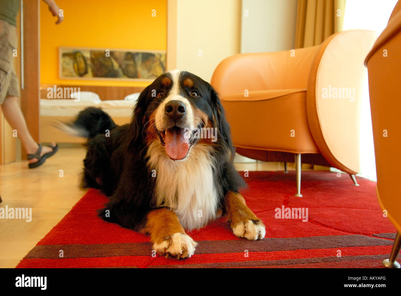 Un cane in un hotelroom, pet friendly hotel Foto Stock