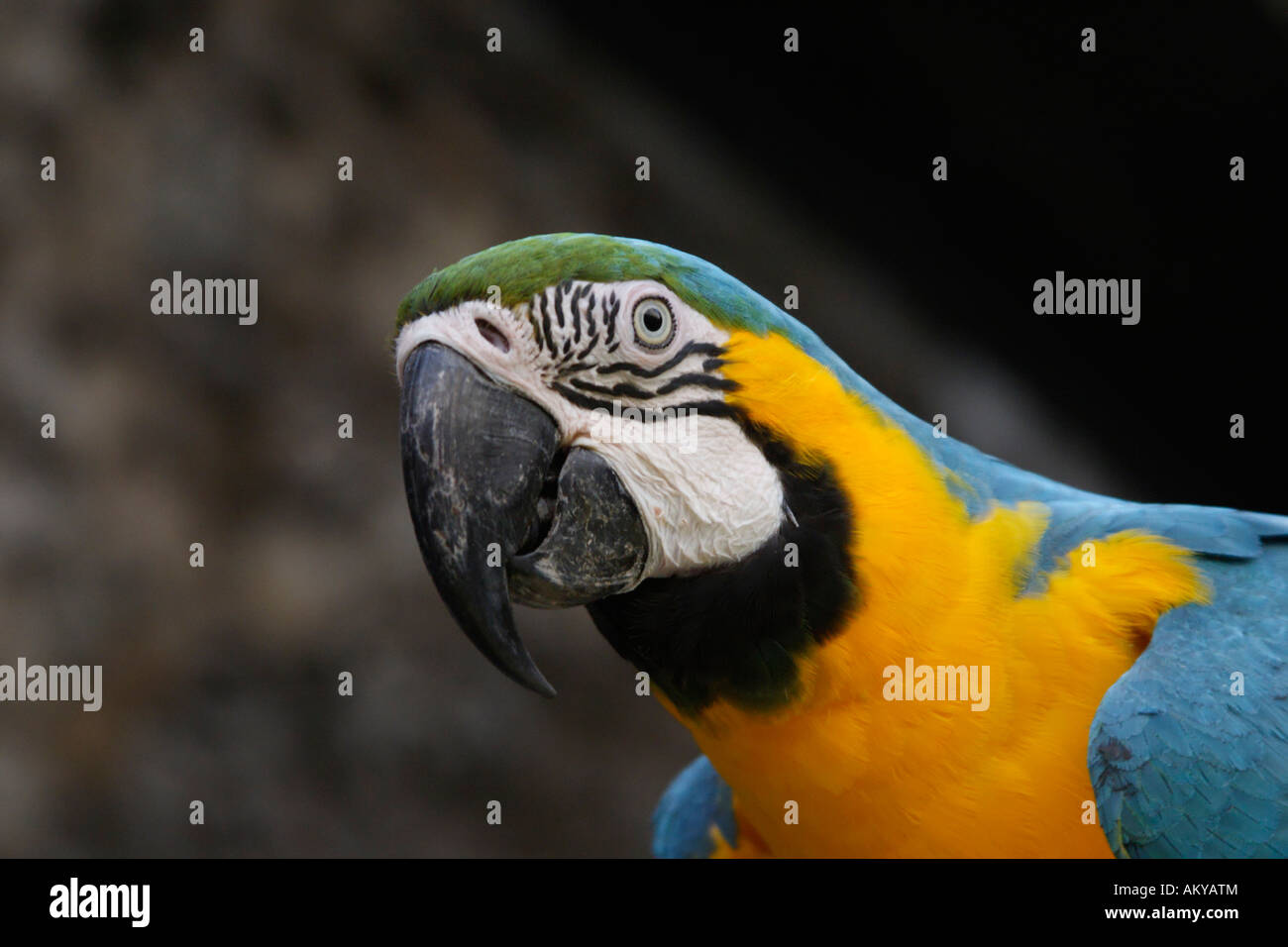 Blu-giallo Macaw (Ara ararauna) Foto Stock