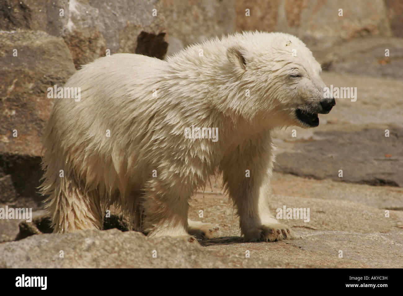 Orso polare Knut in lo zoo di Berlino Berlino Germania Foto Stock