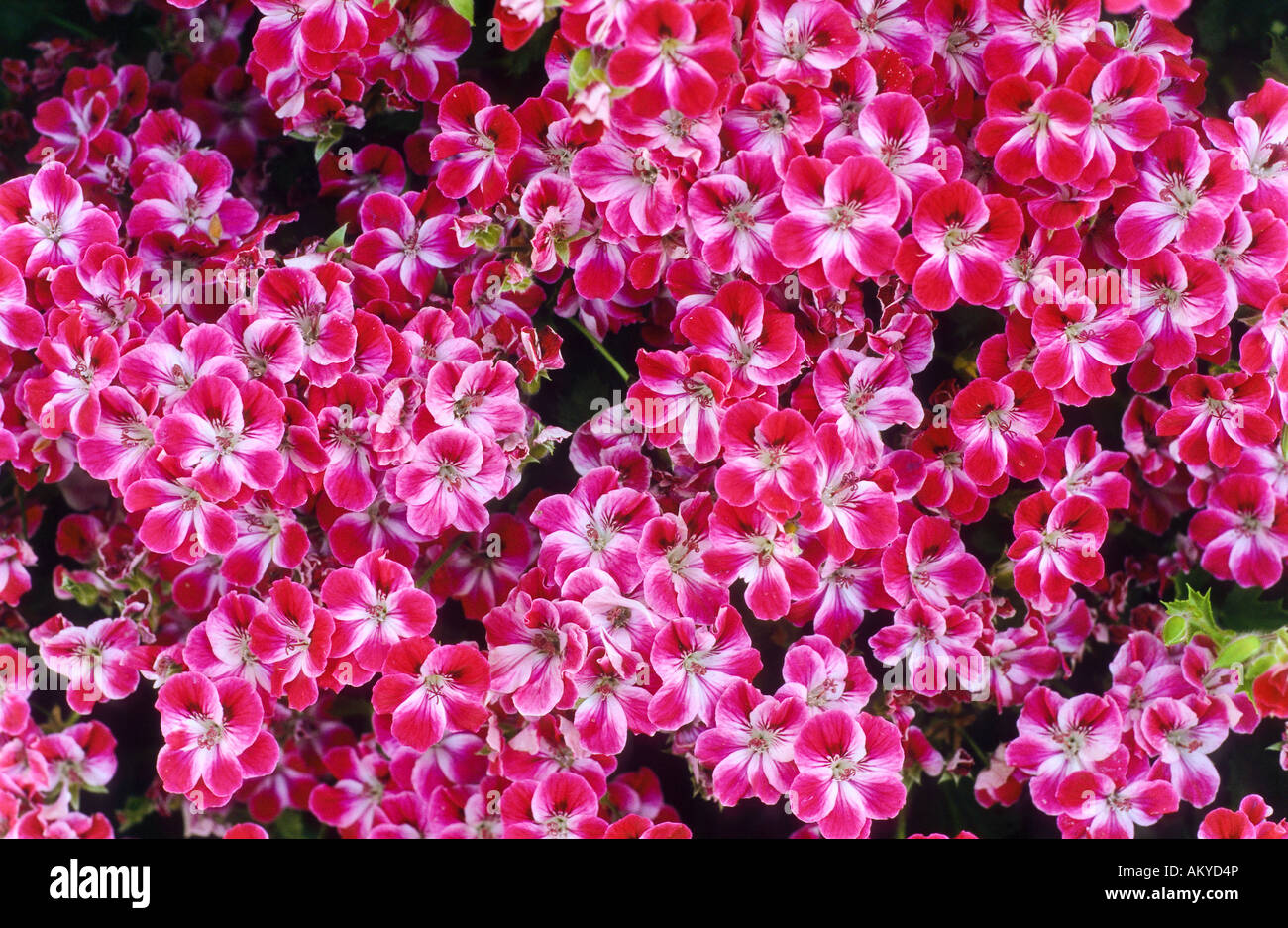 Fiori di colore rosa, Creta Foto Stock