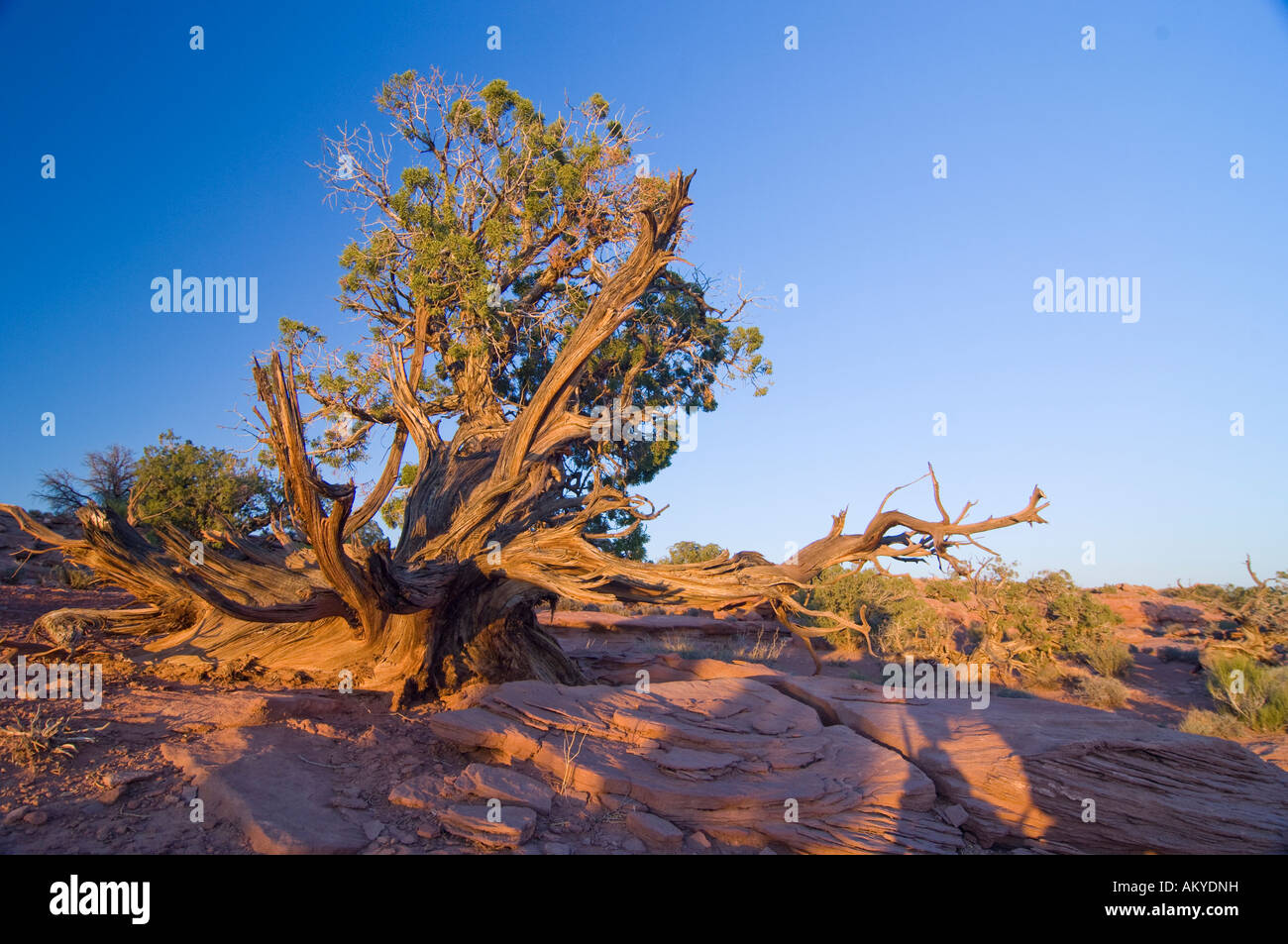 Vecchio, pomello Utah-Juniper (juniperus osteosperma), su un altopiano di arenaria, il Parco Nazionale di Canyonlands, Utah, Stati Uniti d'America Foto Stock