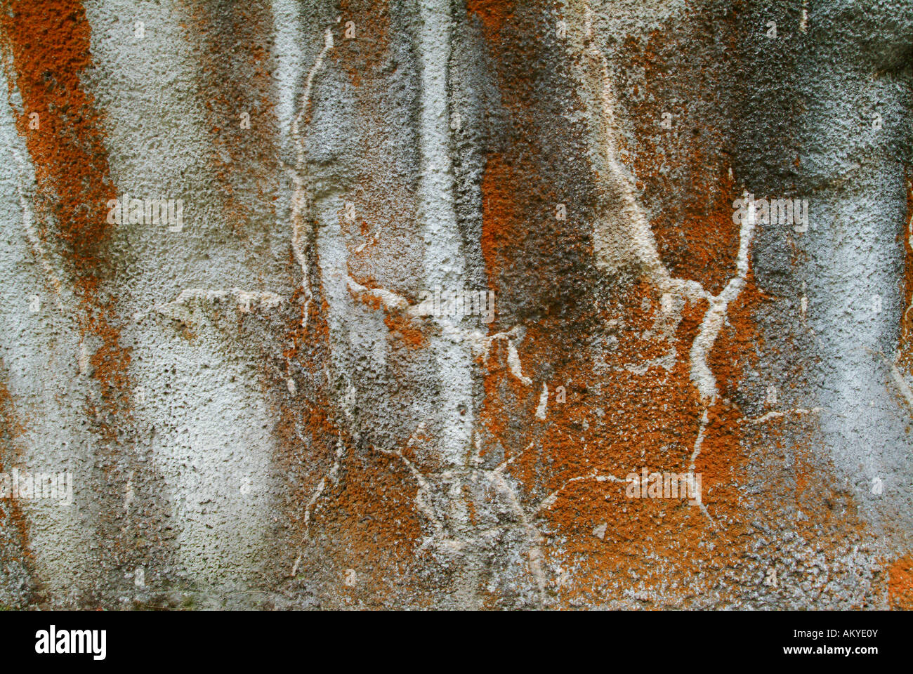 Red litchen sulla superficie di una parete di calcestruzzo proiettato, Beluno, Italia Foto Stock