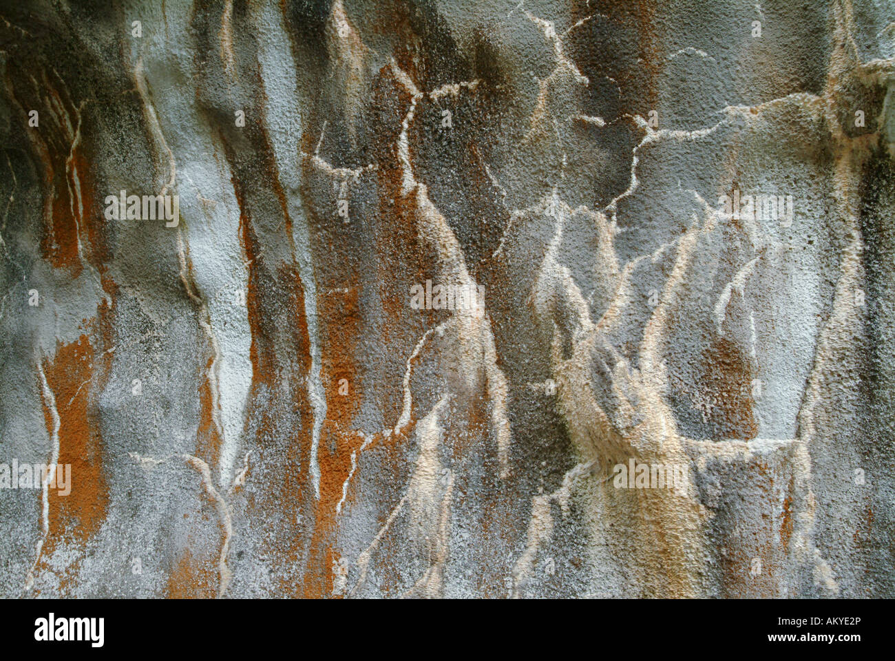 Alga Rossa e litchen sulla superficie di una parete di calcestruzzo proiettato, Beluno, Italia Foto Stock