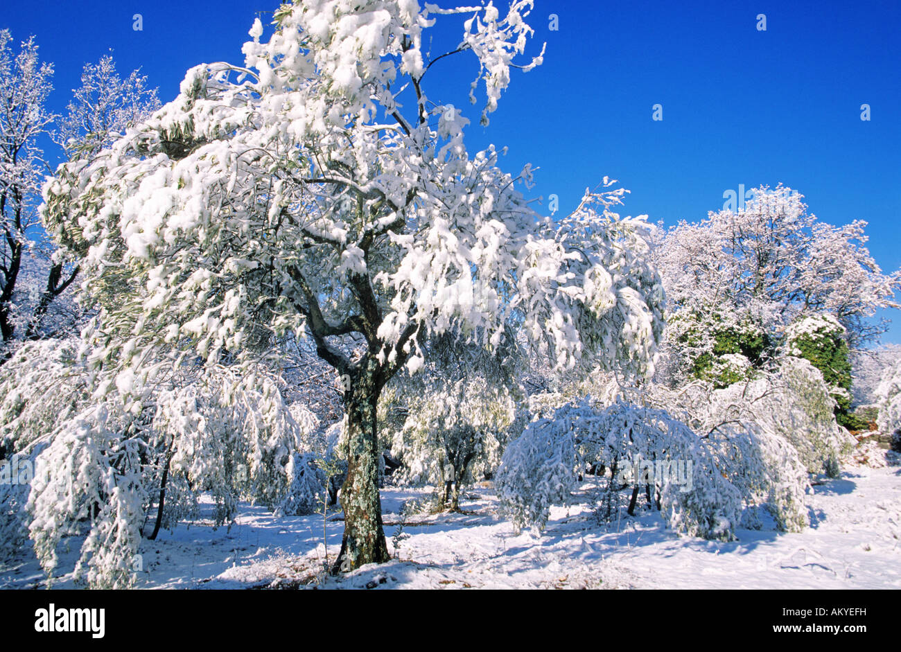 Francia, Var, verso Bauduen, neve-coperta di ulivi Foto Stock