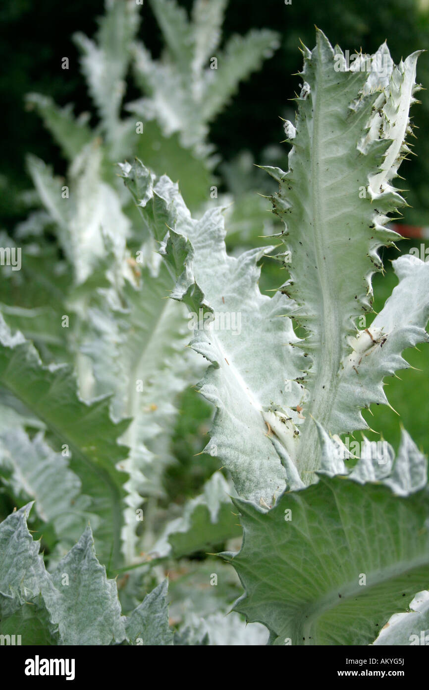 Thistle, Asteraceae (Compositae) Foto Stock