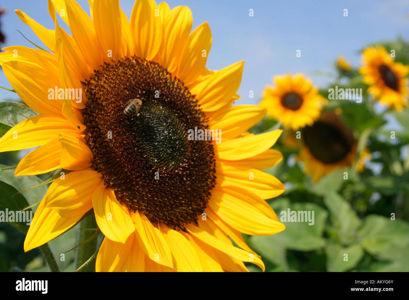 Girasole (Helianthus annuus) con un ape su fiore, Foto Stock