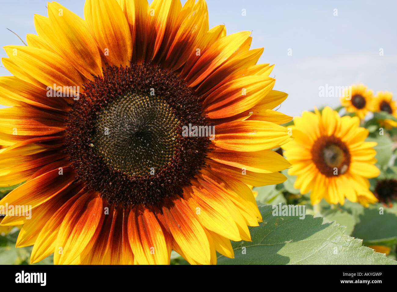 Girasole (Helianthus annuus) Foto Stock