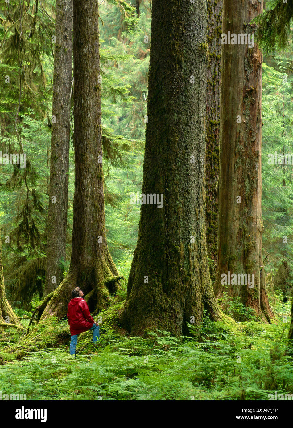 Vecchi alberi di crescita nel Hoh Valley la foresta pluviale temperata, il Parco Nazionale di Olympic, Washington Foto Stock