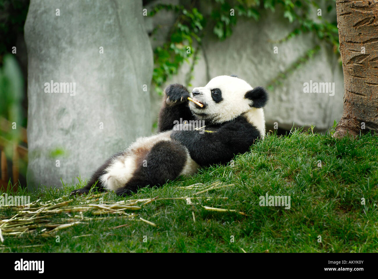 Panda gigante (Ailuropoda melanoleuca) alimentazione, Panda stazione di allevamento nei pressi di Chengdu, Cina e Asia Foto Stock