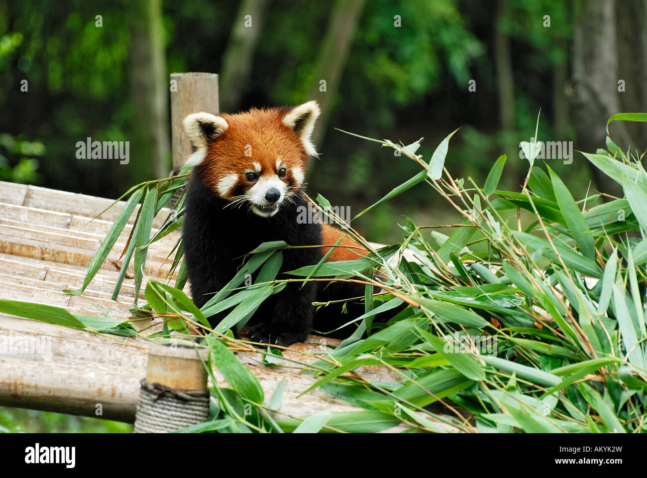 Panda rosso (Ailurus fulgens), Panda stazione di allevamento nei pressi di Chengdu, Cina e Asia Foto Stock