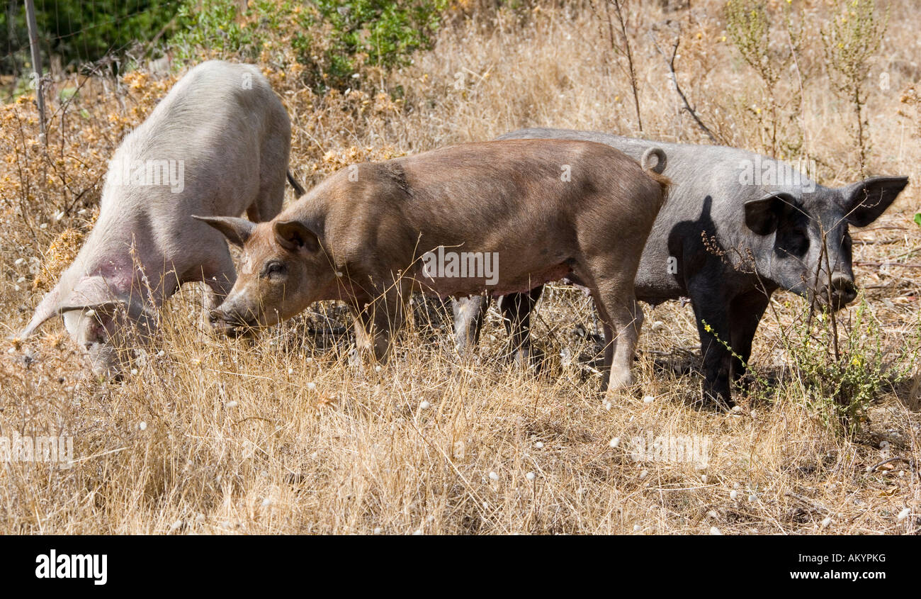 Tre maiali nel paese di montagna vicino a Orosei in provincia di Nuoro, Sardegna, Italia Foto Stock