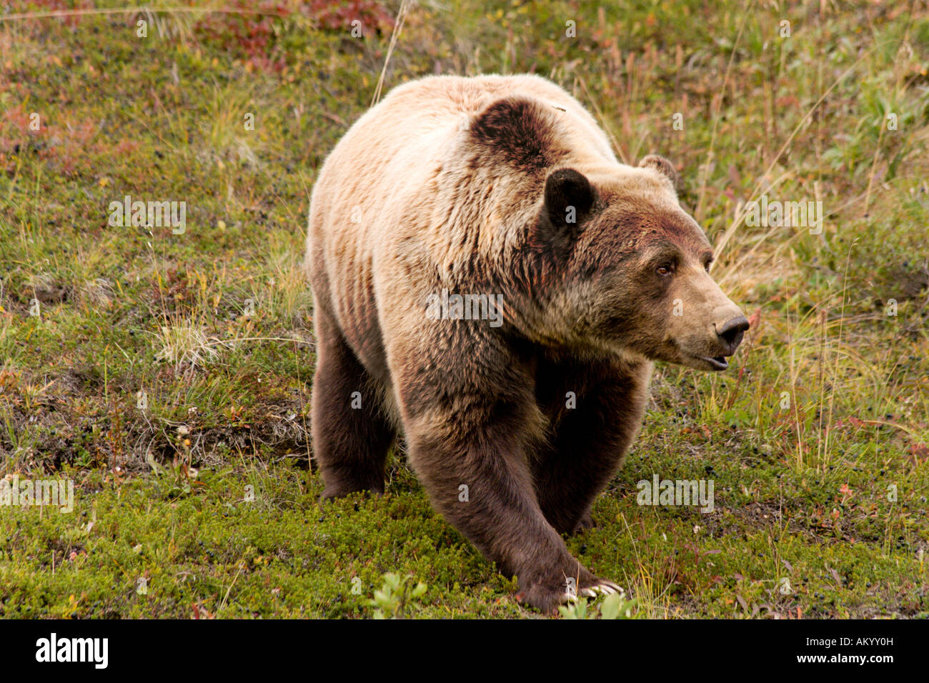 Orso grizzly, Ursus arctos horribilis, maschio, Alaska, STATI UNITI D'AMERICA Foto Stock
