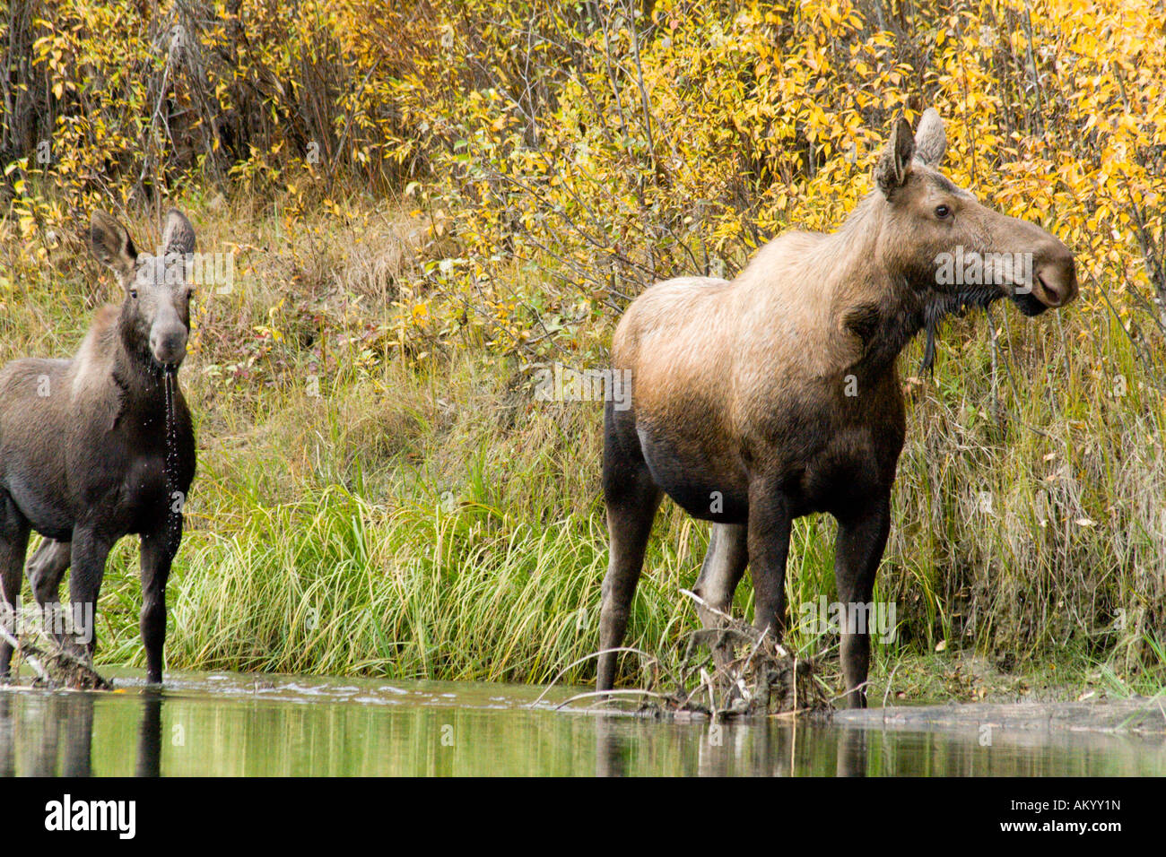 Alci, Alces alces, mucca alci con vitello, Big Salmon River, Yukon Territory, Canada Foto Stock