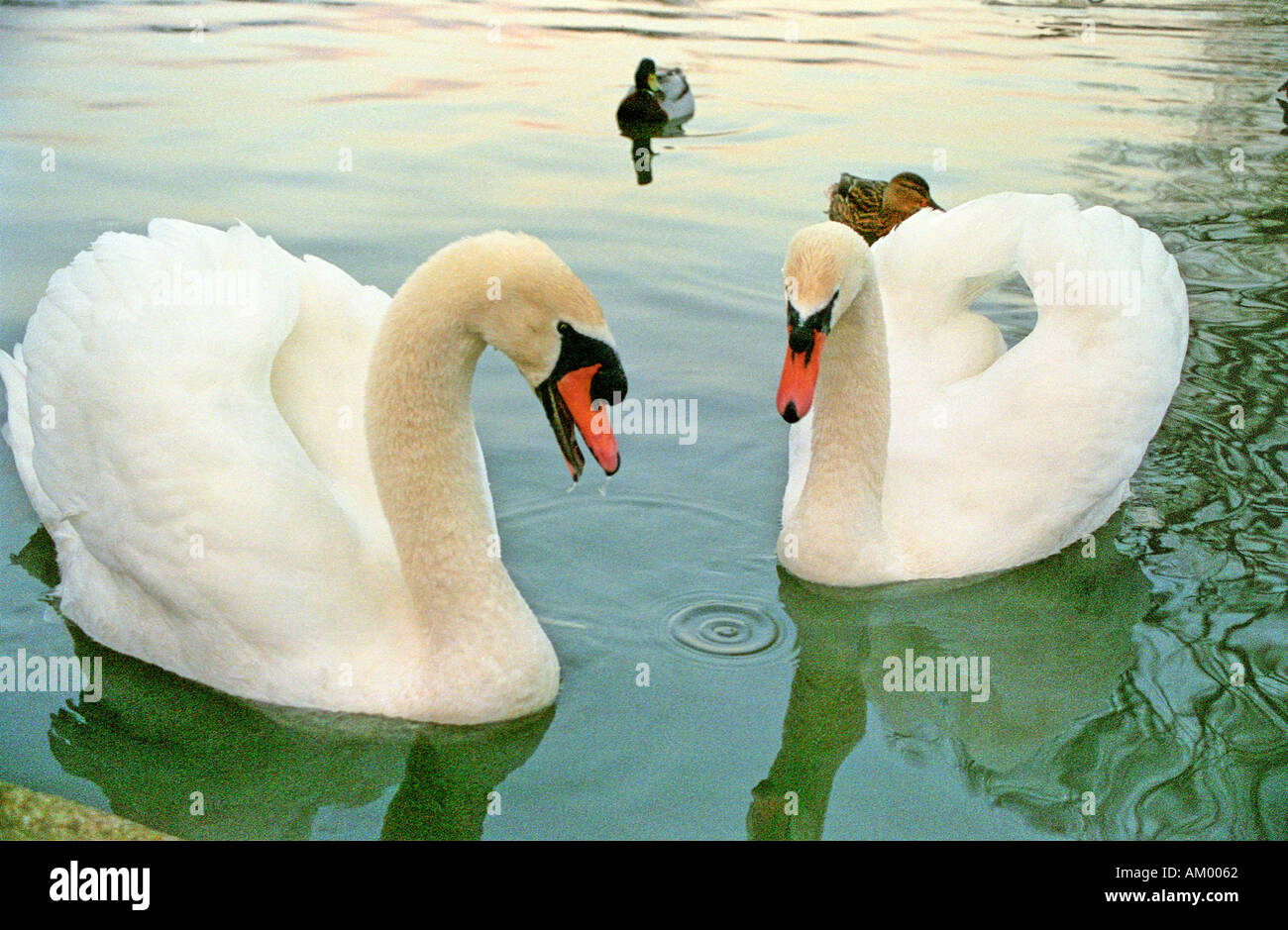 Due cigni su stagno nel parco cutteslowe Oxford Foto Stock