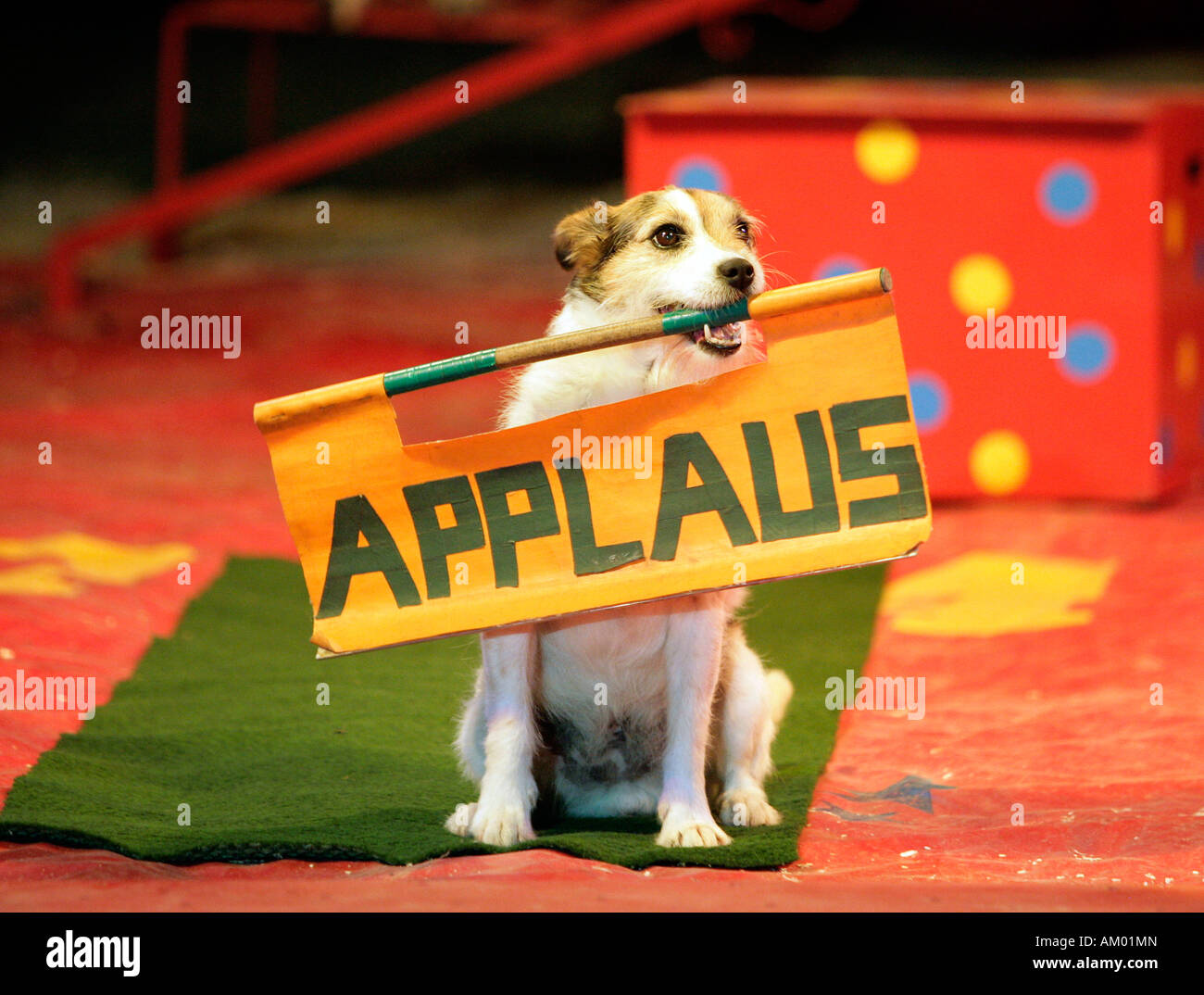 Dressurhund immagini e fotografie stock ad alta risoluzione Alamy